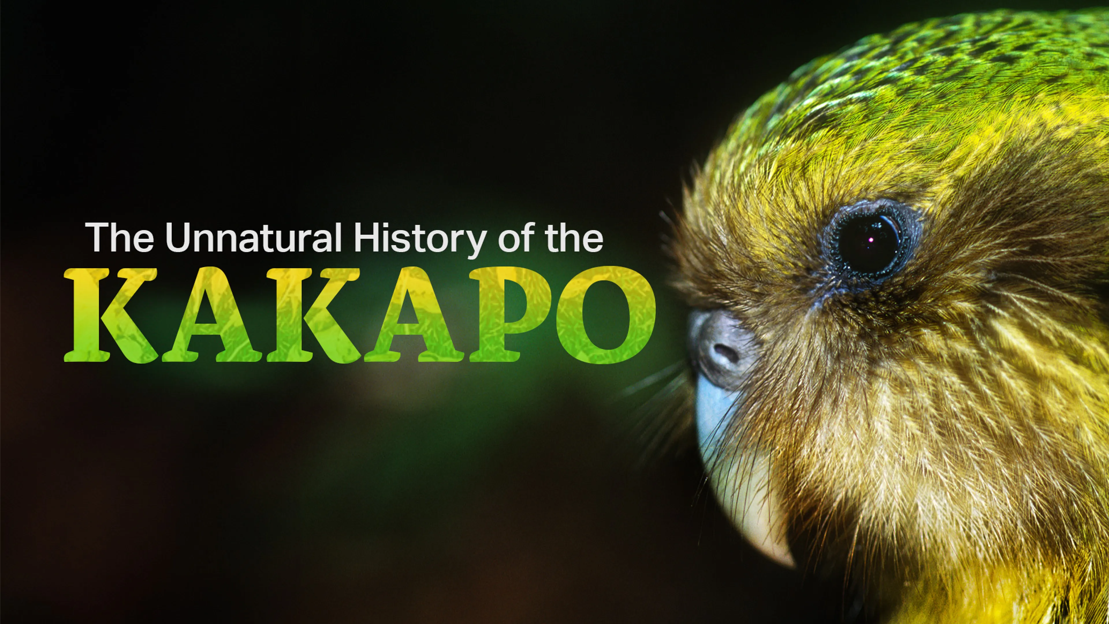 Unnatural History of the Kakapo poster